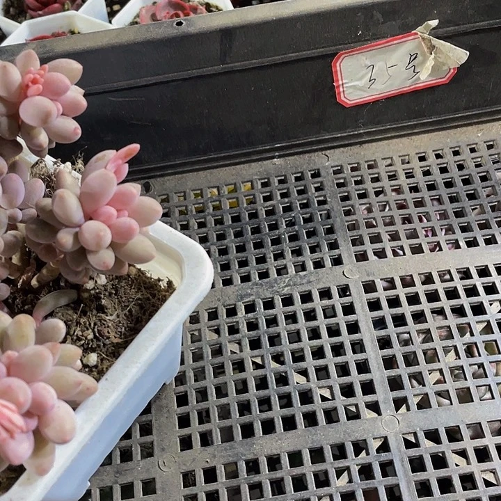 莹*?35号筐带盆土发