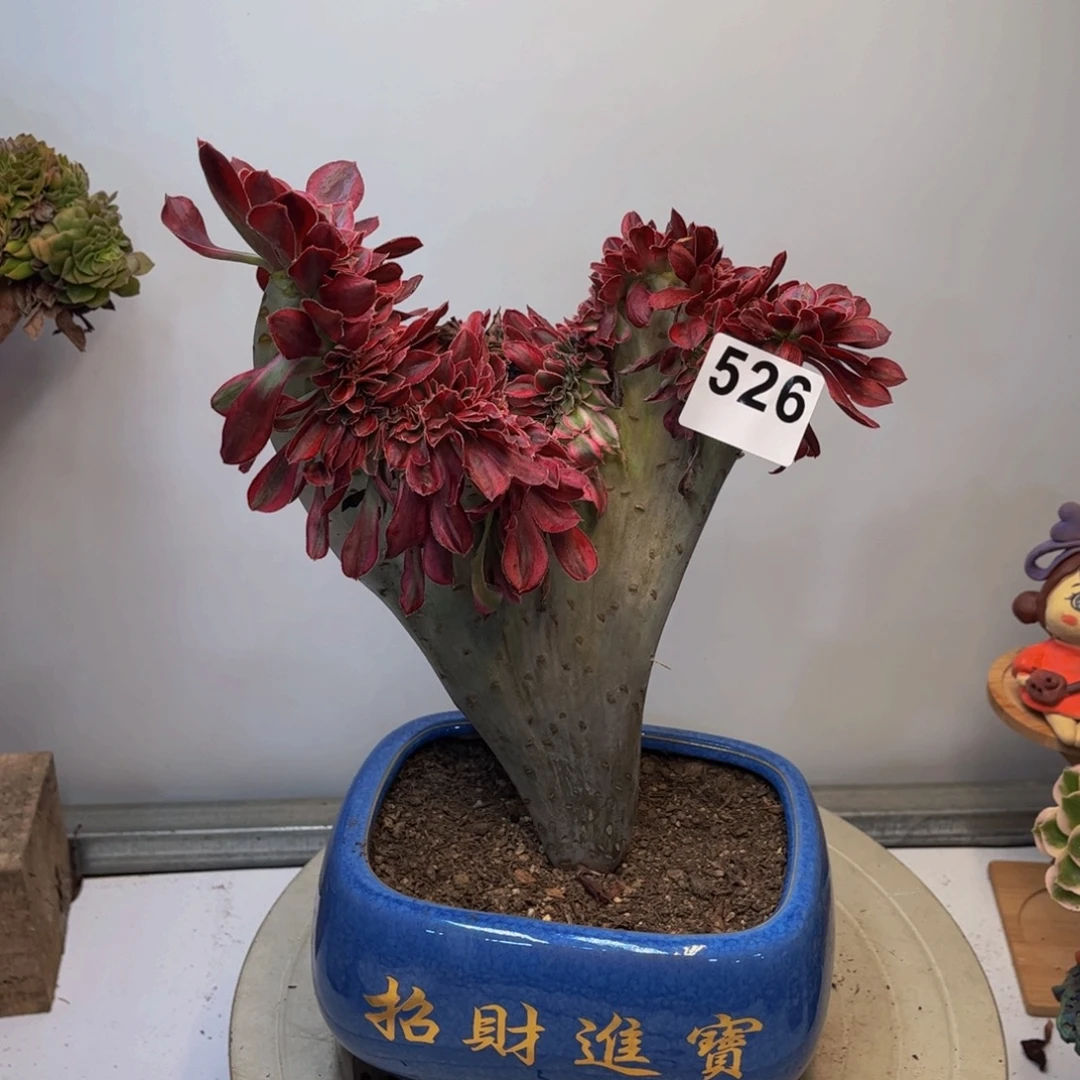 多肉植物香奈儿缀526