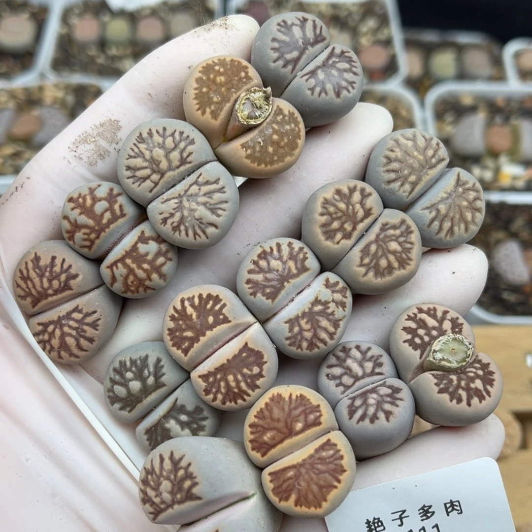 2111号一首特价菊化石