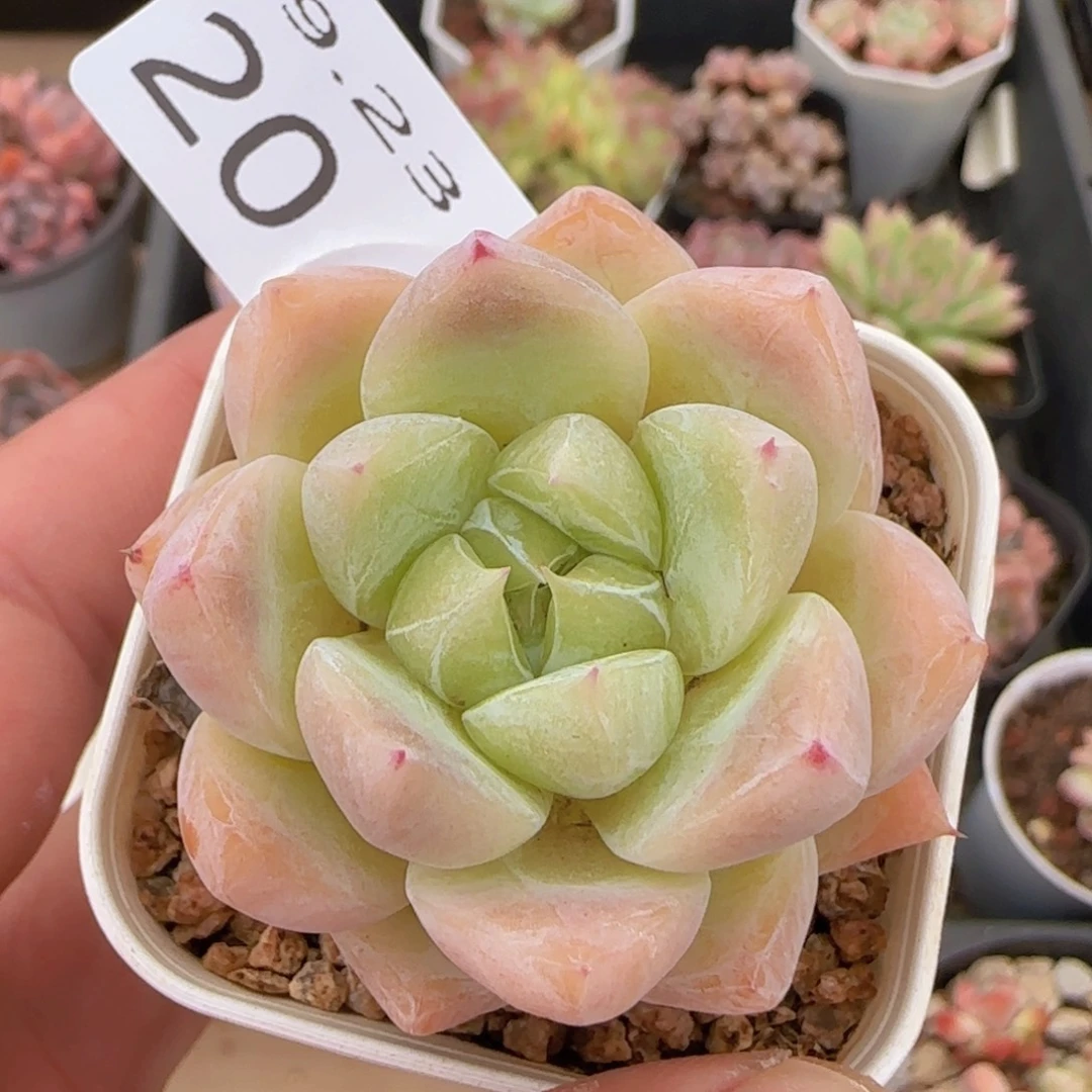 白泽单头一颗脱土
