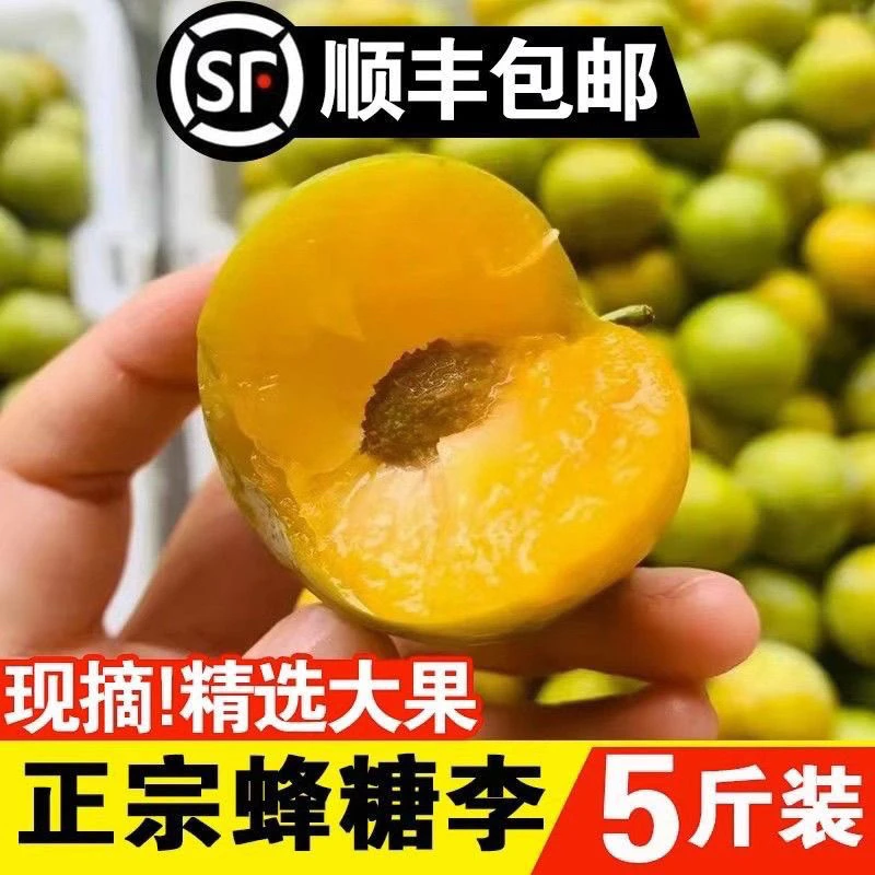 正宗六马蜂糖李产地现摘现发脆甜爽口