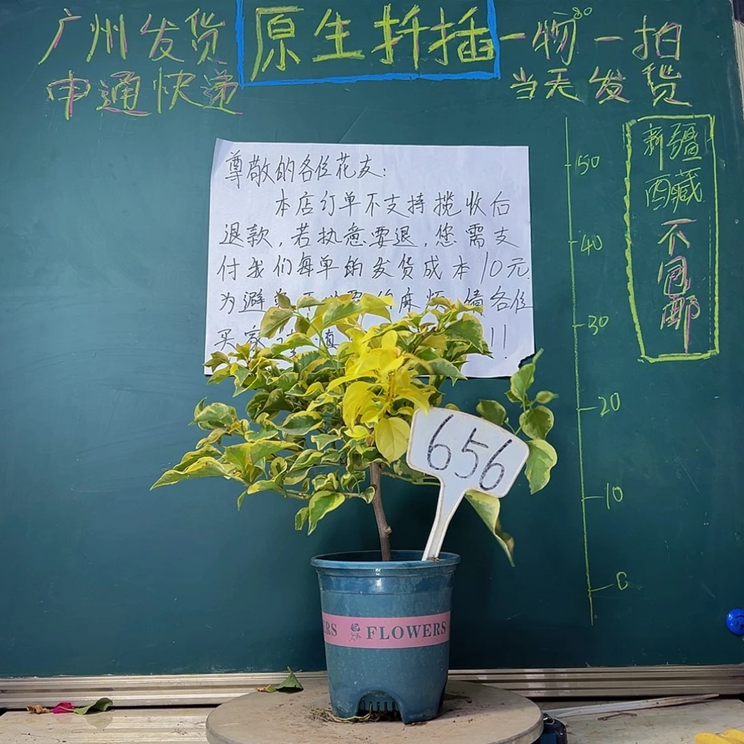 当前无花栽培后可以开花橙冰（有冰枝）656