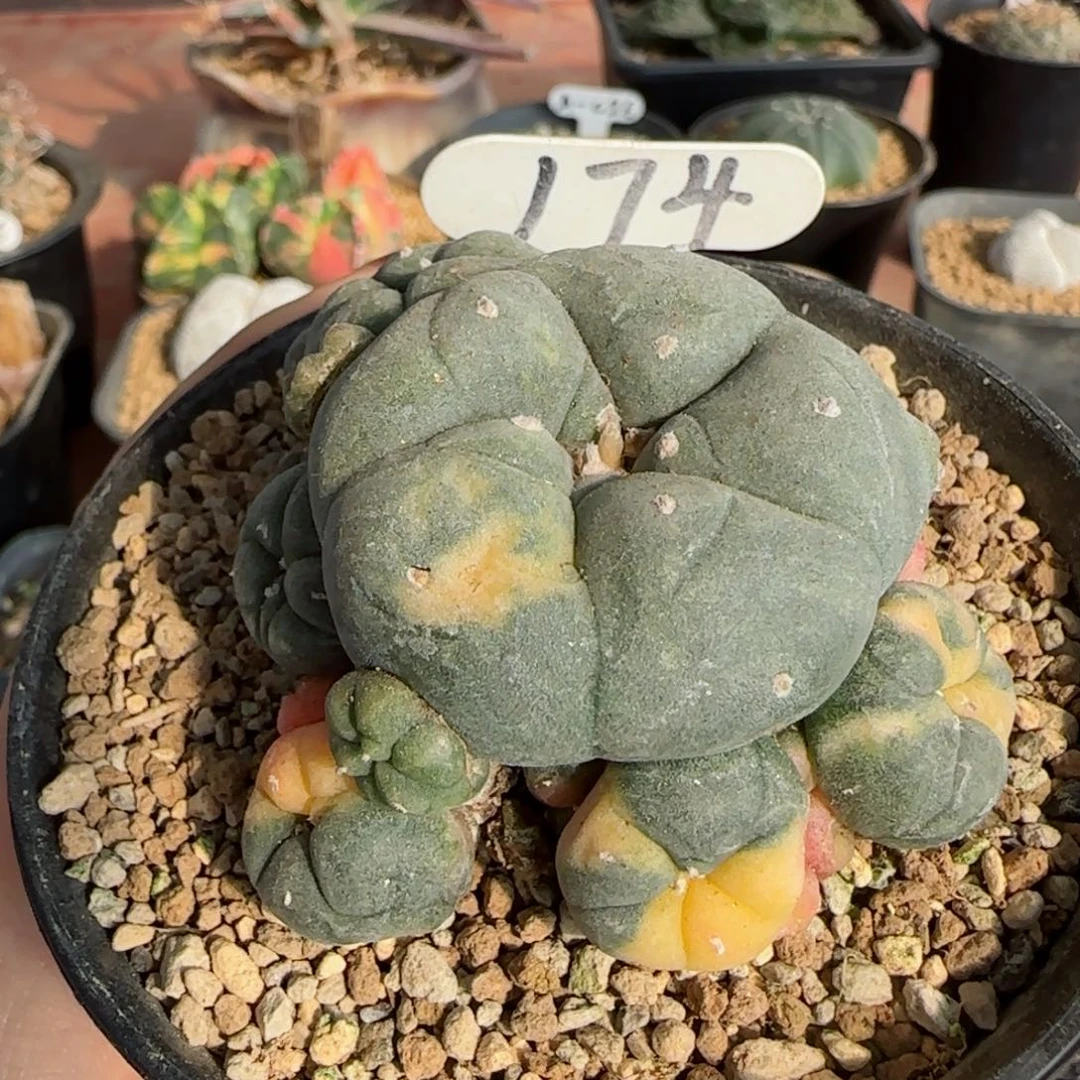 174自根草球锦多肉