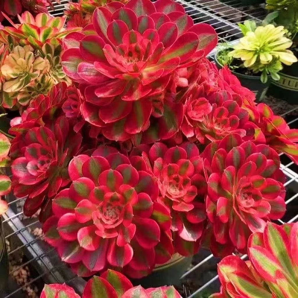 精品粉女郎巨无霸特价福利