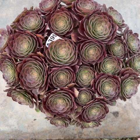 饭*?399万圣节包包40厘米左右