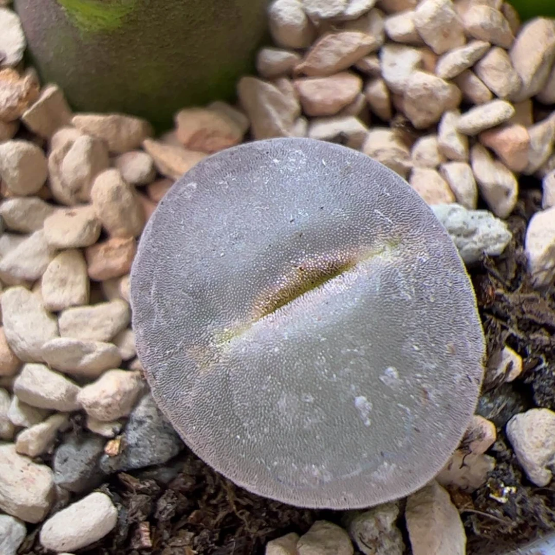 【闪购商品】0000000016粉女