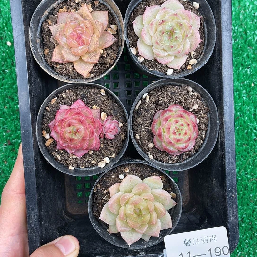 多肉一物一拍11-190