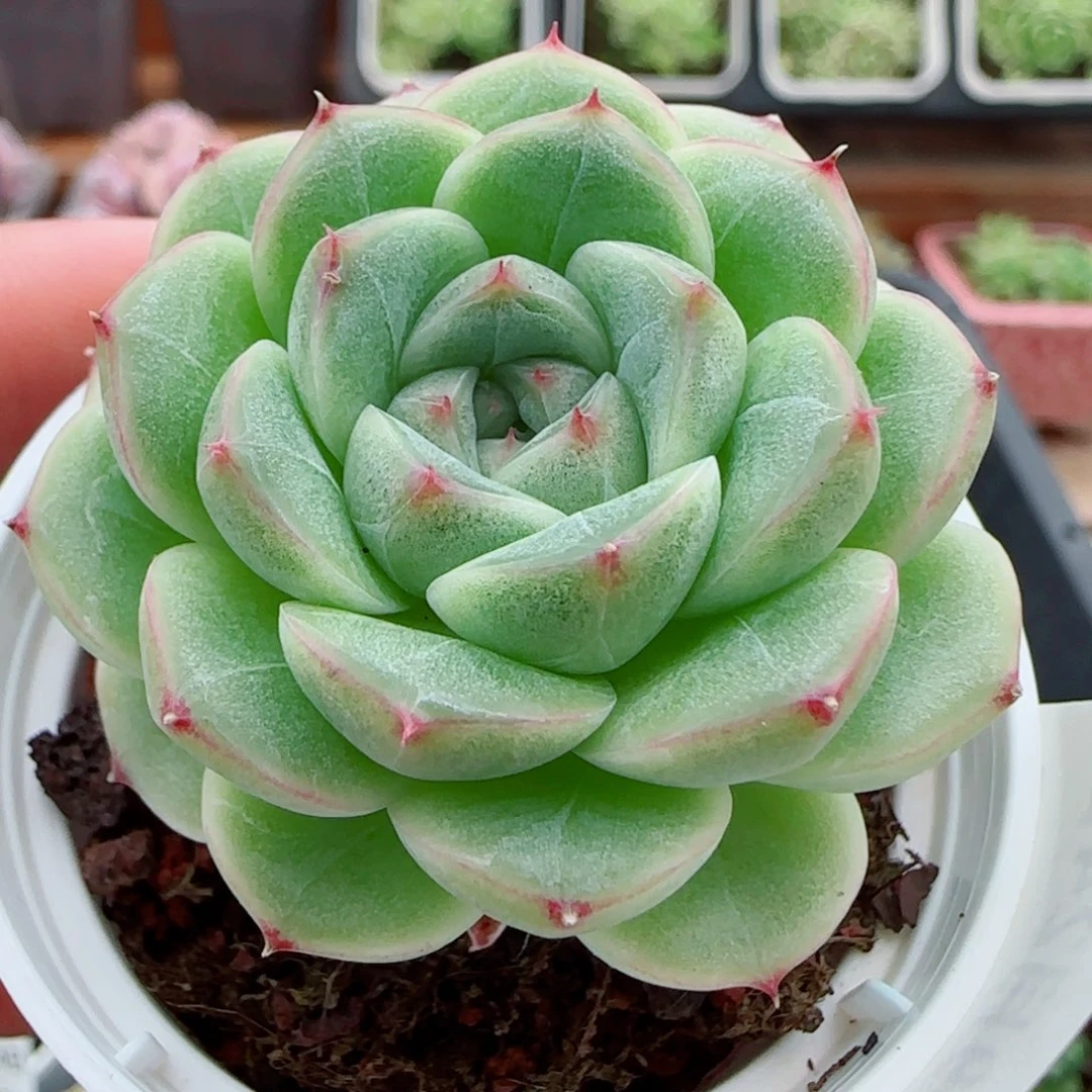 花语逸镜0924-47朵朵麦秆