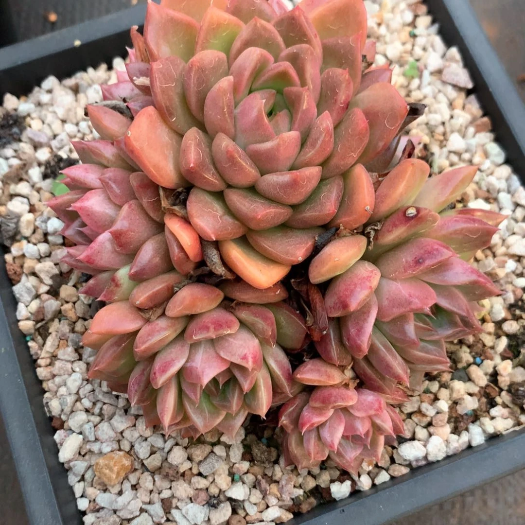 5790瑕疵不售后特价处理