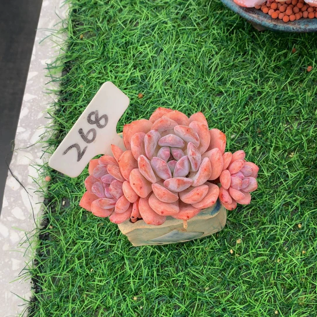 小***鲲多肉植物72727373733