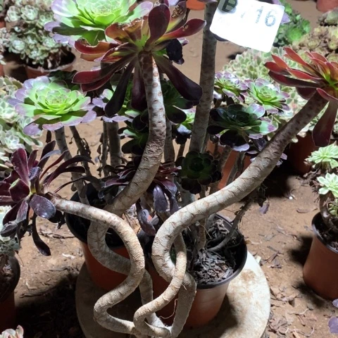 快***生716三颗法师多肉植物