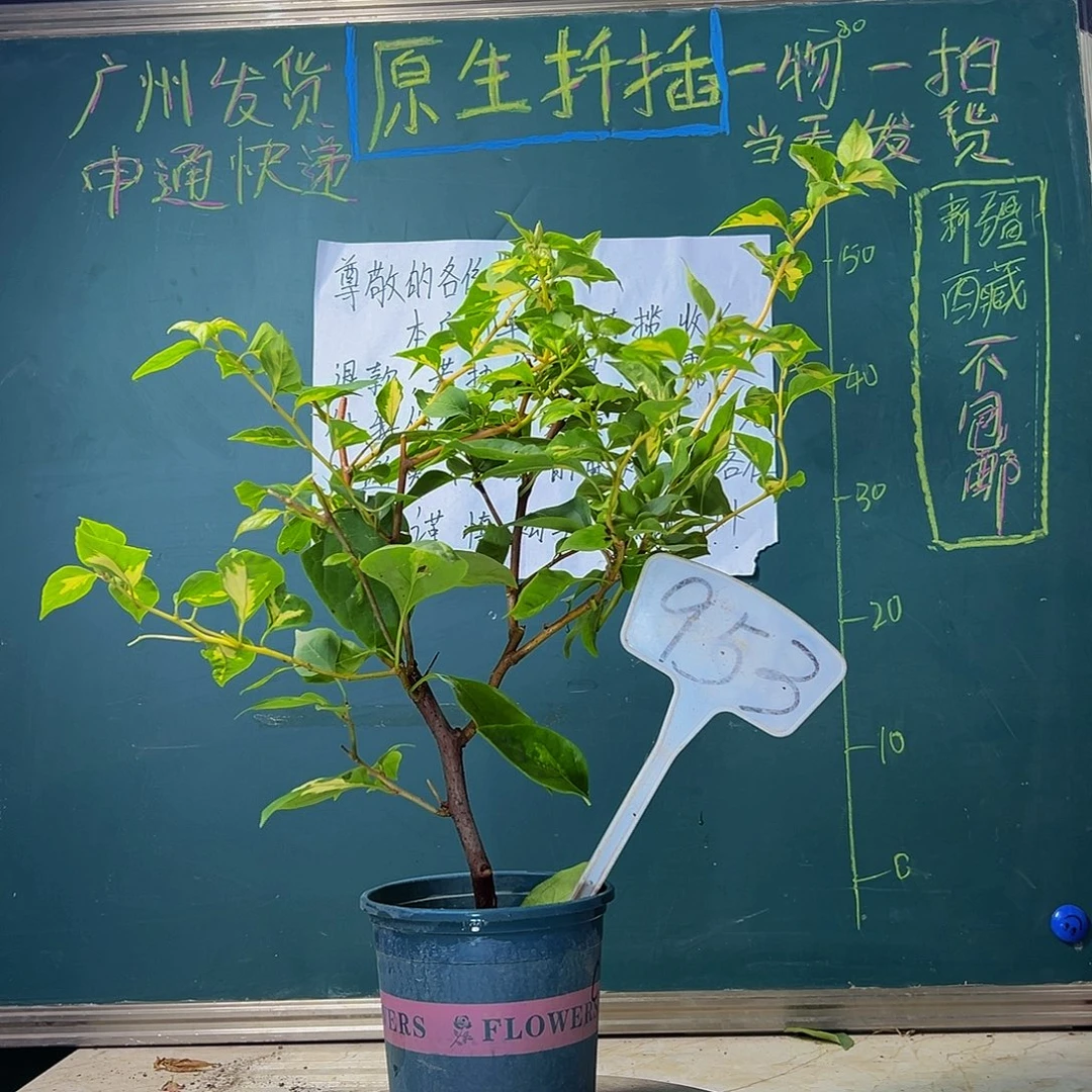 当前无花栽培后可以开花 金心橙白 953