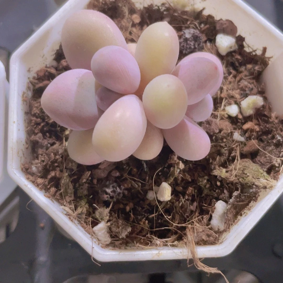 蛋黄奶w059一物一拍
