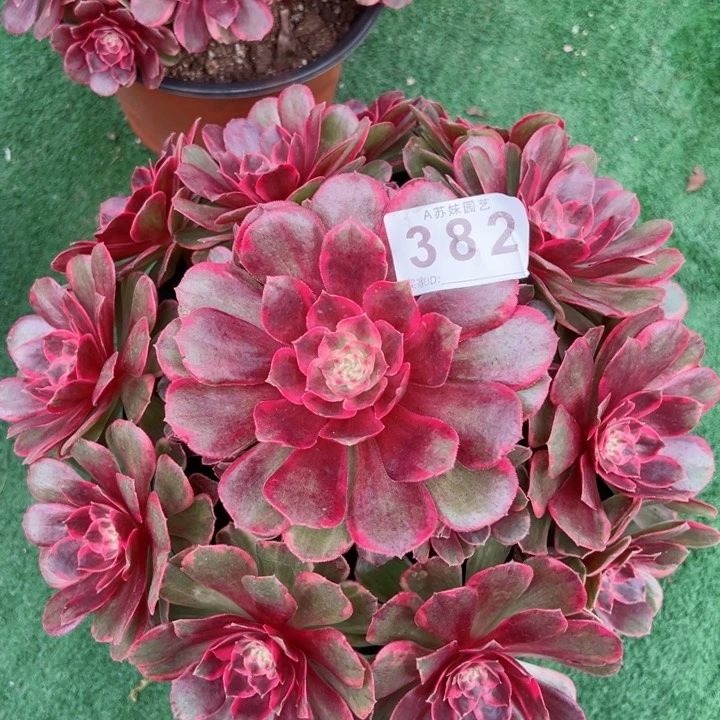 无花朵382克拉恋人法师