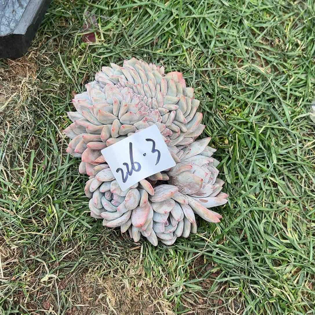 D**.226-3橙子缀多肉