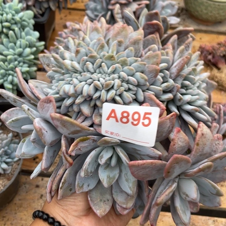 哈哈哈哈哈哈哈哈哈895