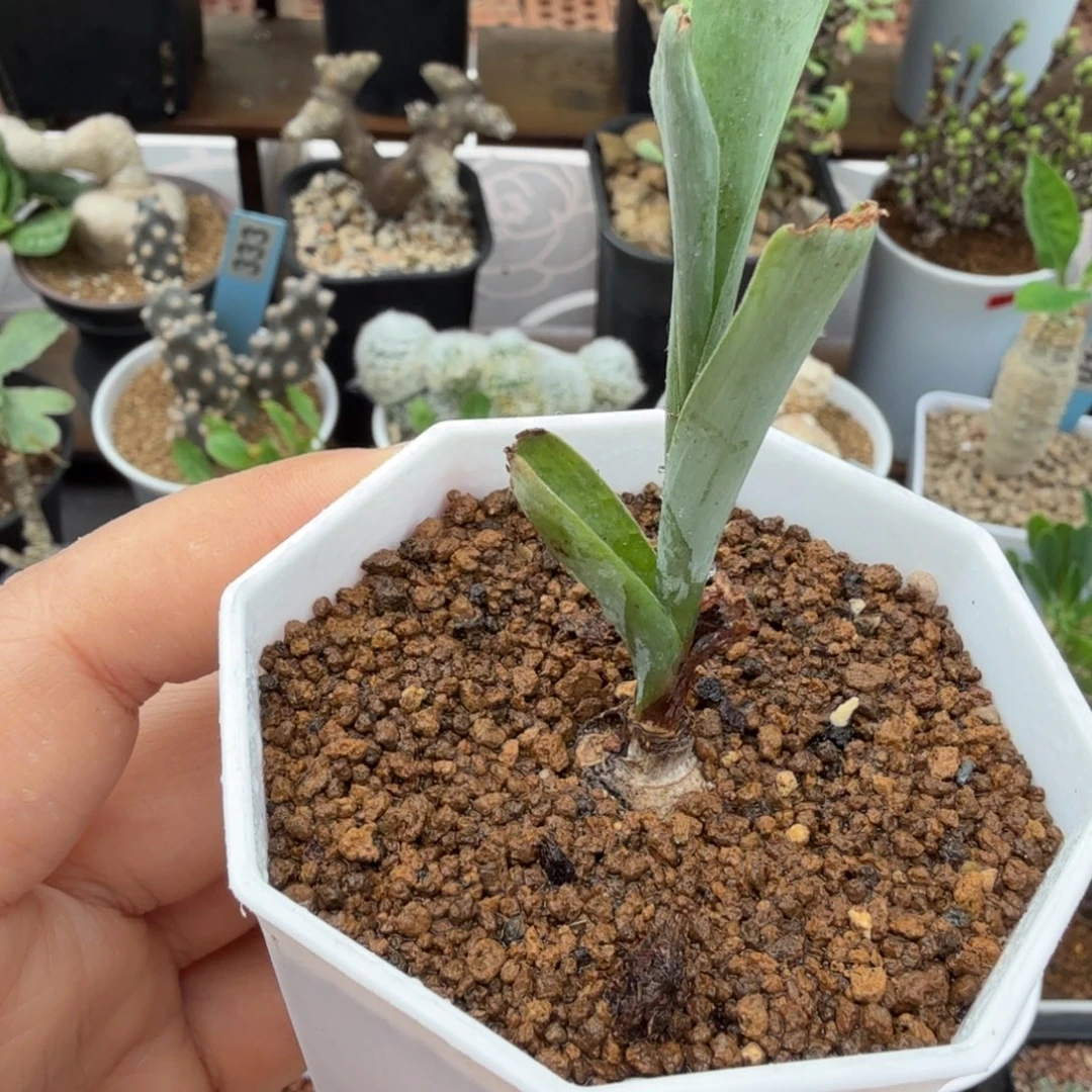 D属弹簧草495仙人掌