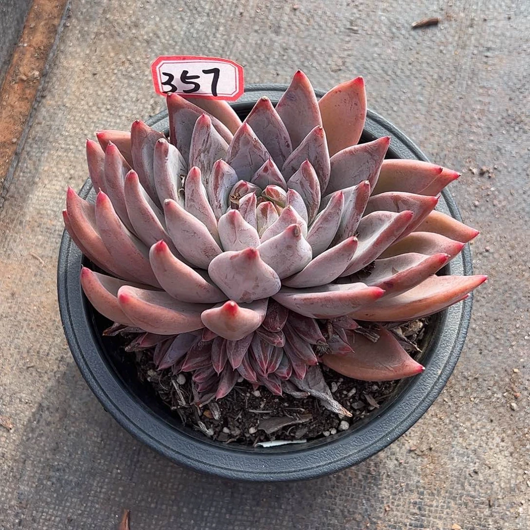 357号圣徒，一物一拍