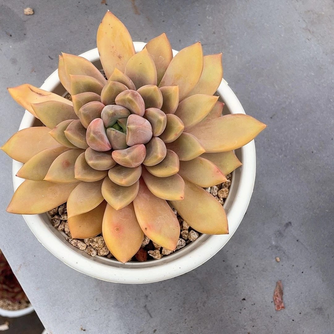 小*多肉植物一物一拍