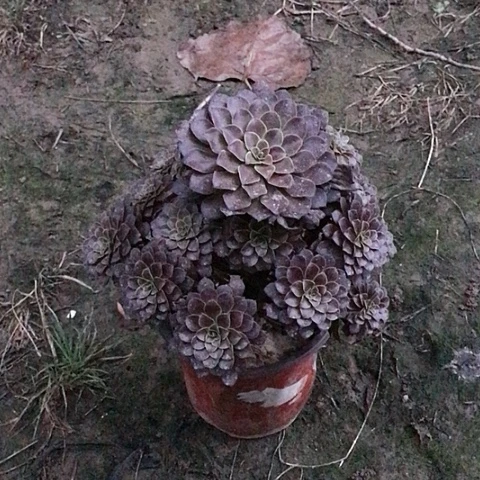 雅***鑫黑铜法师多肉植物49