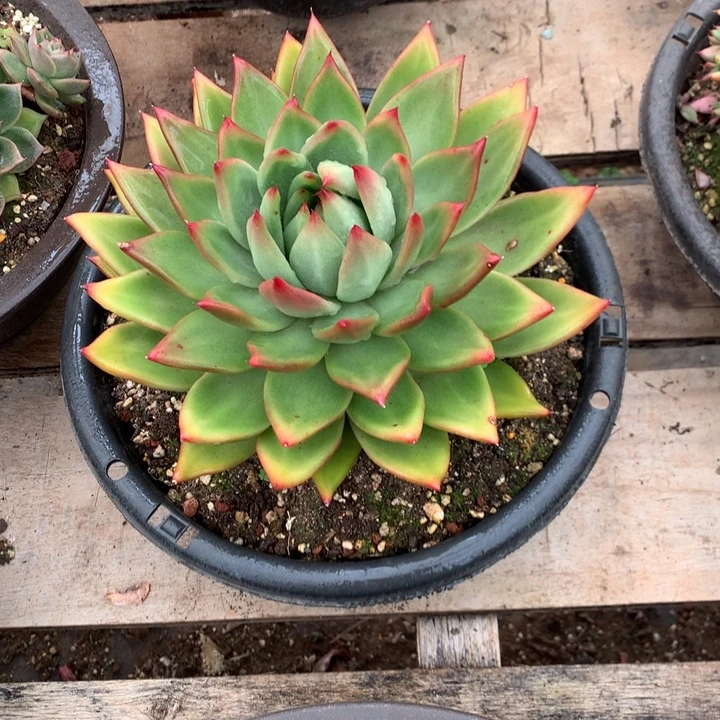 美肉特价活动开始啦