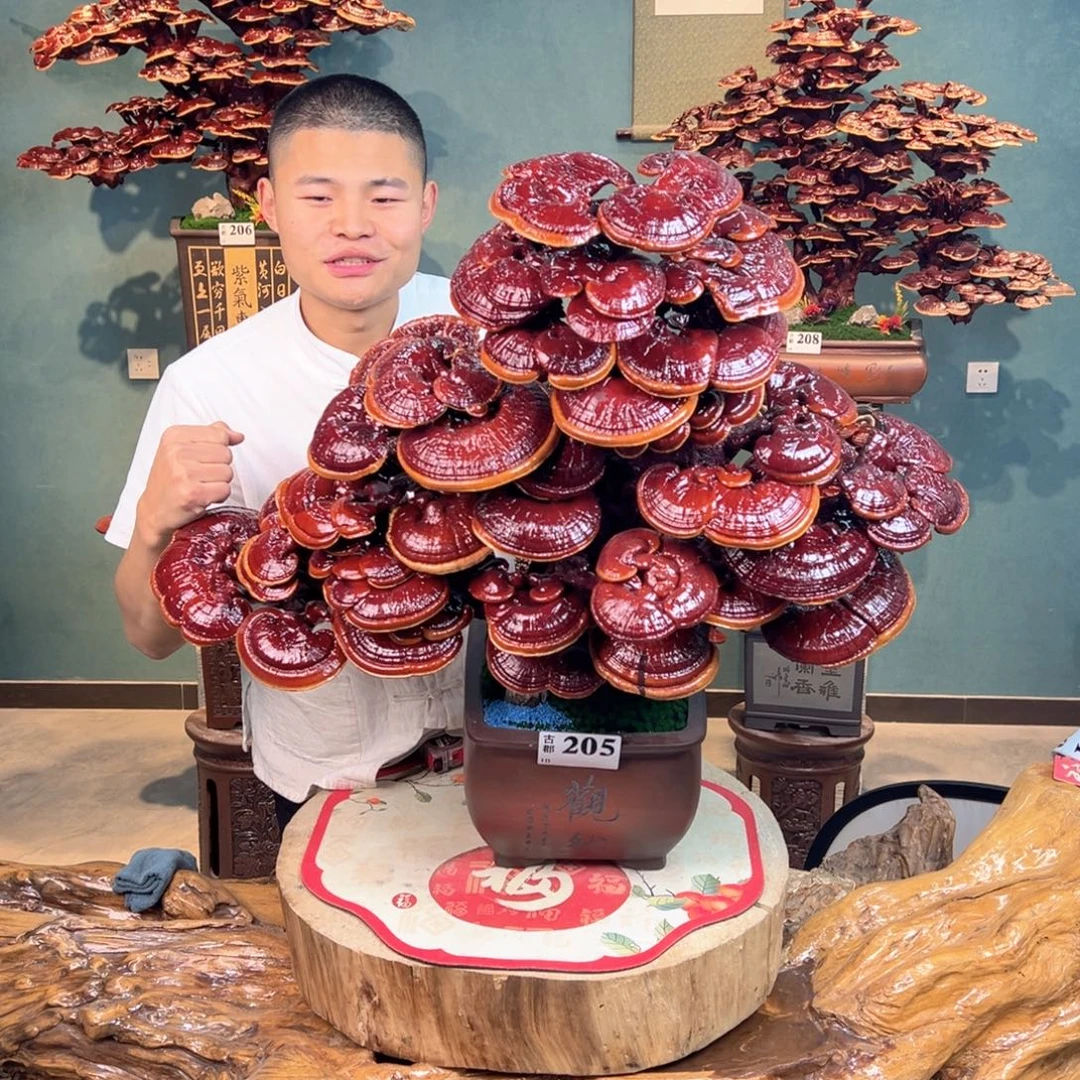 无花朵8888888888888