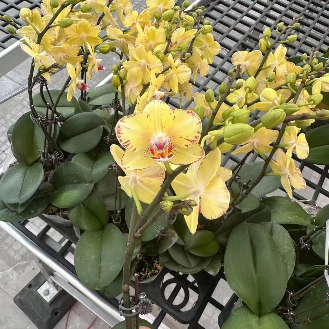 【金凤凰 3.0寸】蝴蝶兰高档鲜花盆栽