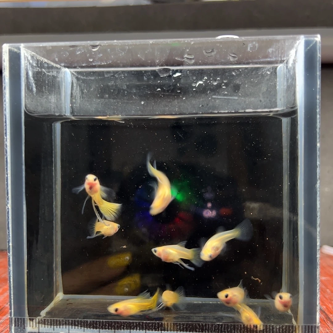 落***尘孔雀鱼黄蕾丝玻璃猫10条