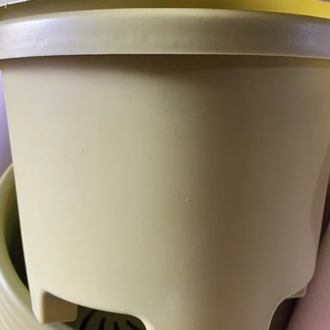 树脂球根盆3号果绿无托5个