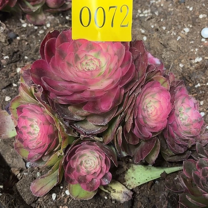 多肉植物福利来0072