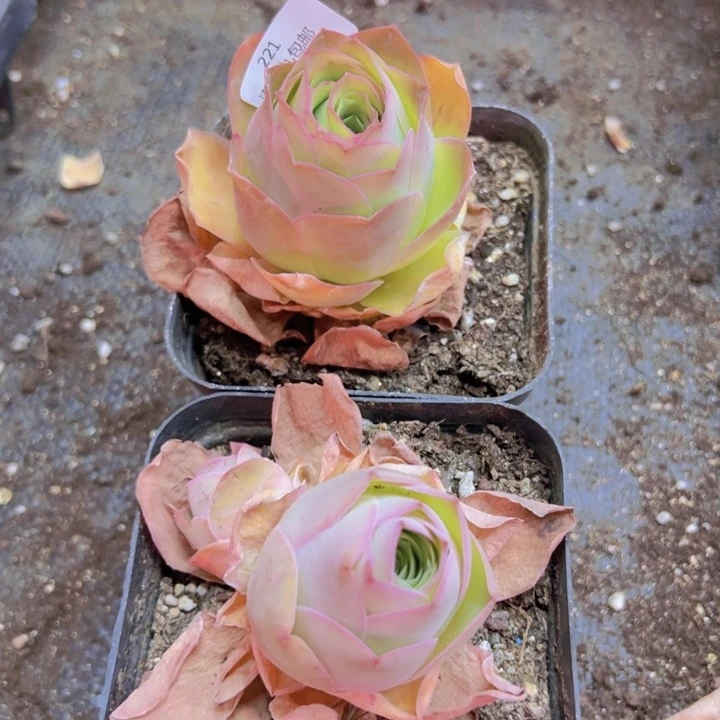 221 裸根不带土发货