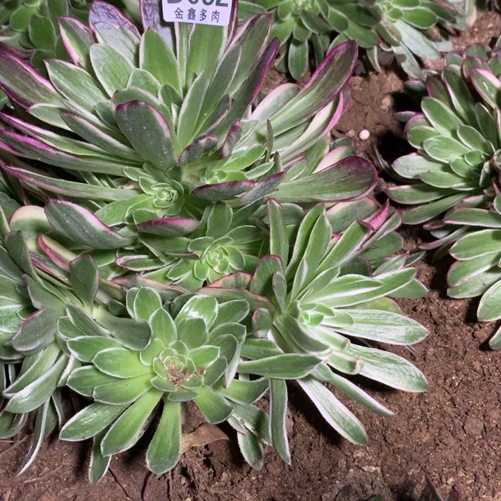 082多肉植物一物一拍