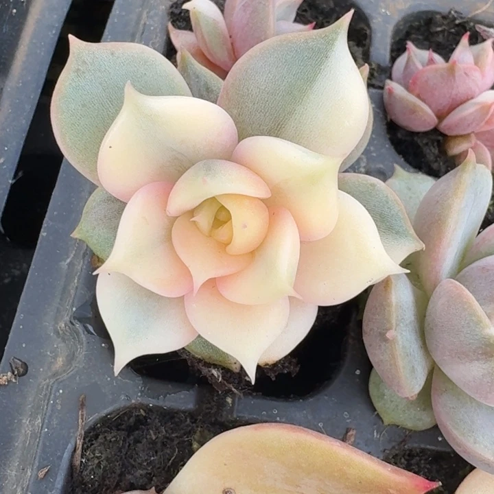 贝加尔湖一物一拍