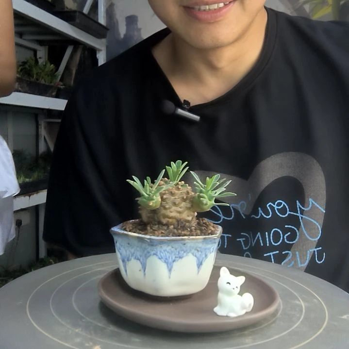 W***i中青园艺一物一拍147