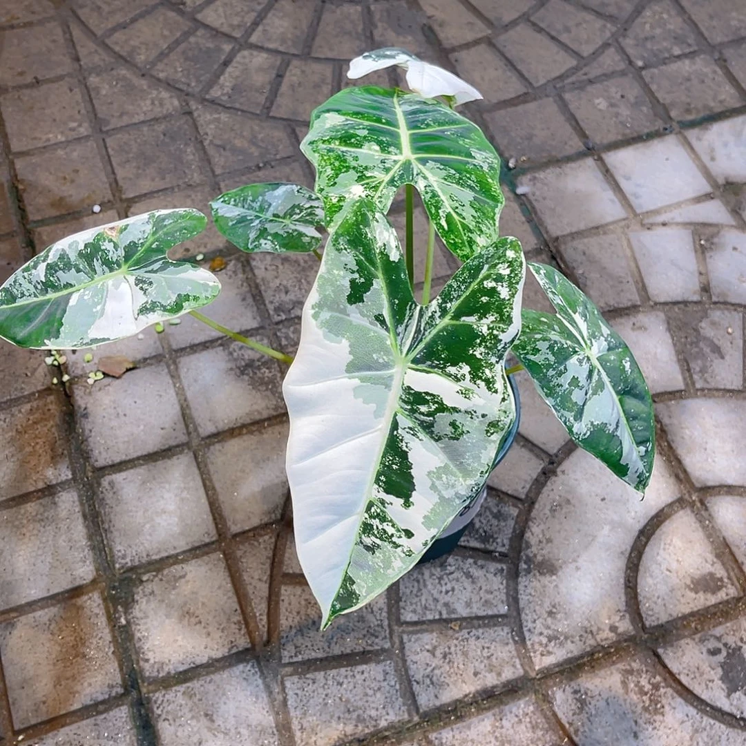 完全开放冯*3819泰彩