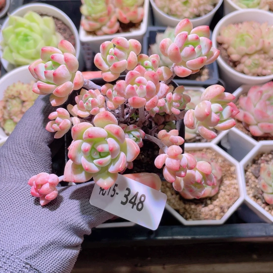 花利美15-348洛丽塔