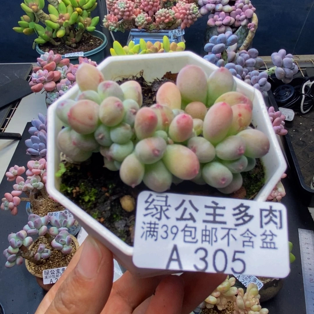 305苹果奶四代缀多肉4c m