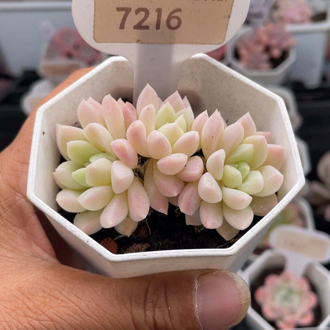 白雪7216-6.0厘米