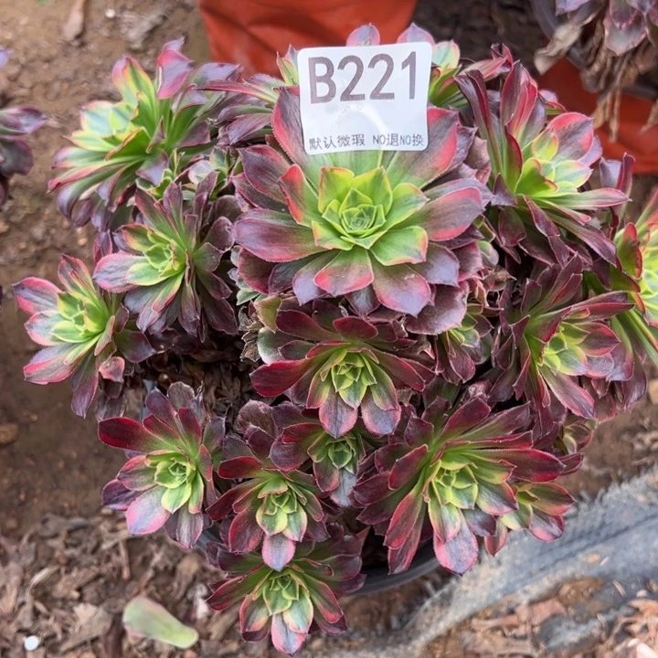 安娜微瑕多肉植物221.