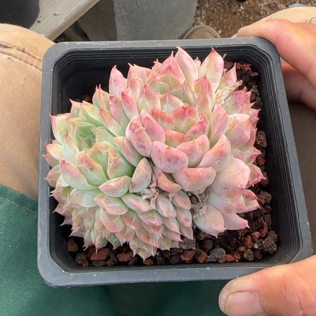 桃熏女王缀五十包邮