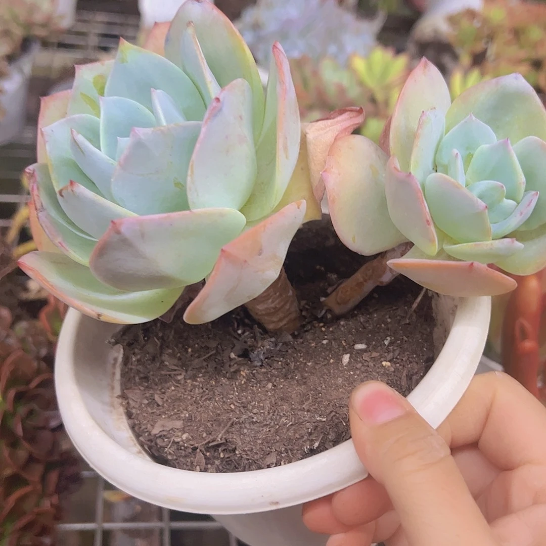 白凤双头起发老桩