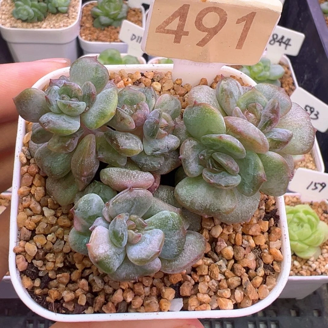 491号红恋石化7头