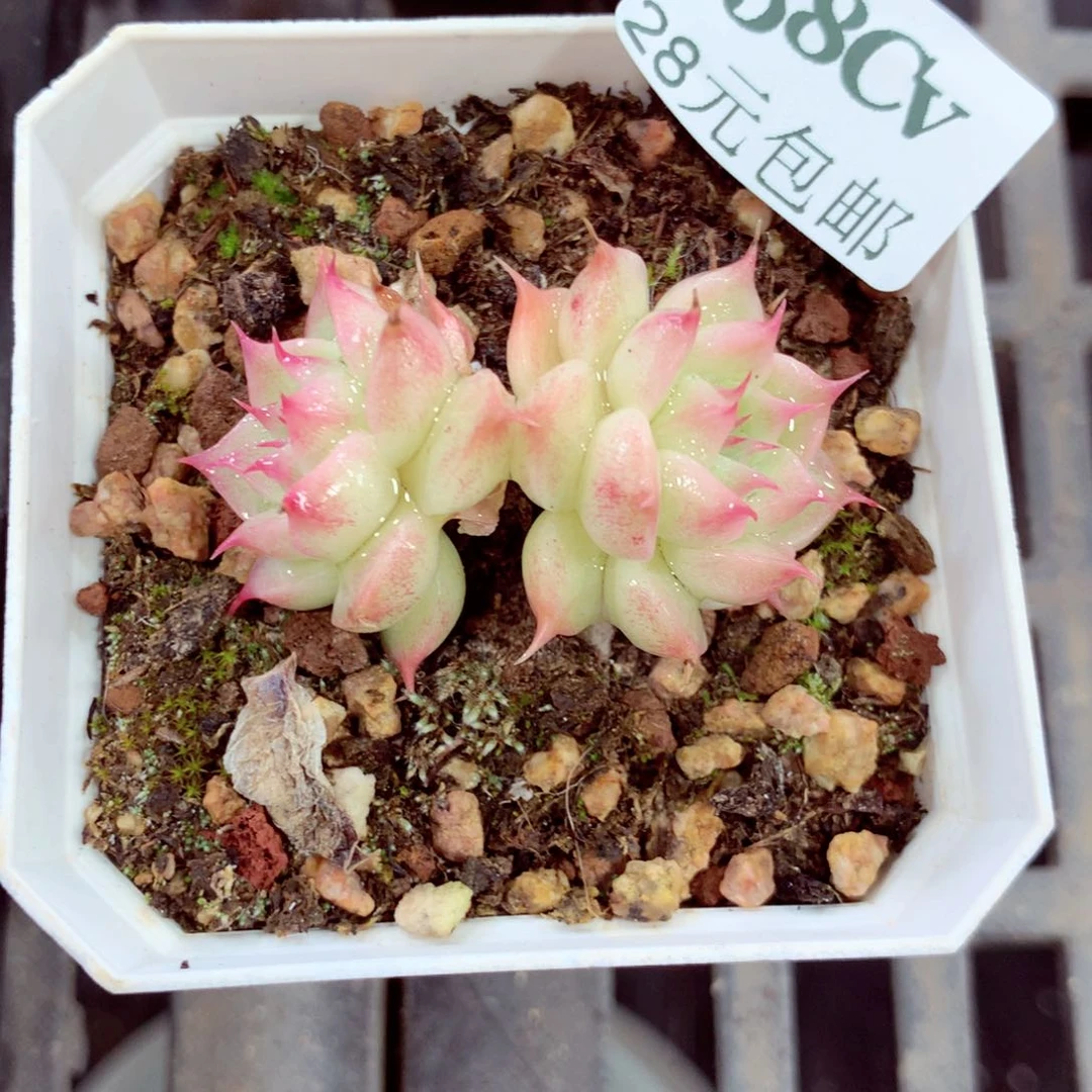 5厘米盆精控多肉158