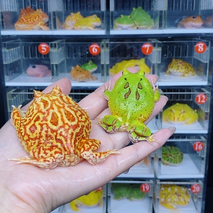 角蛙恭喜发财大吉大利