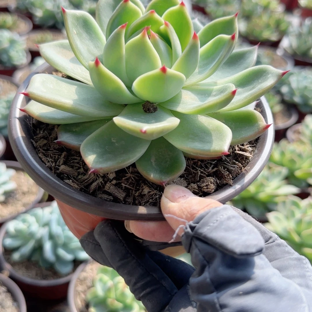 无花朵蓝龙大单头