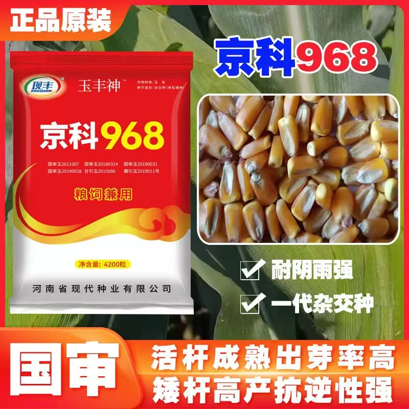 京科968国审双棒高产玉米种子云贵川南北通种抗倒抗病粮饲兼用