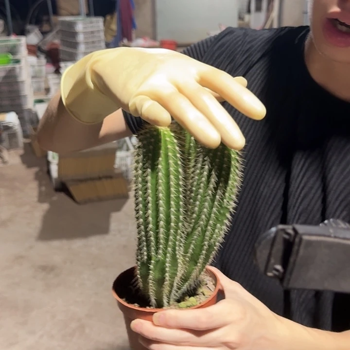 一行园艺【多头大凤龙】