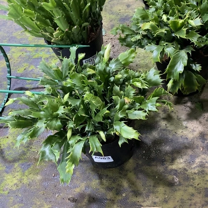 当前无花栽培后可以开花983盆栽蝴蝶夫人