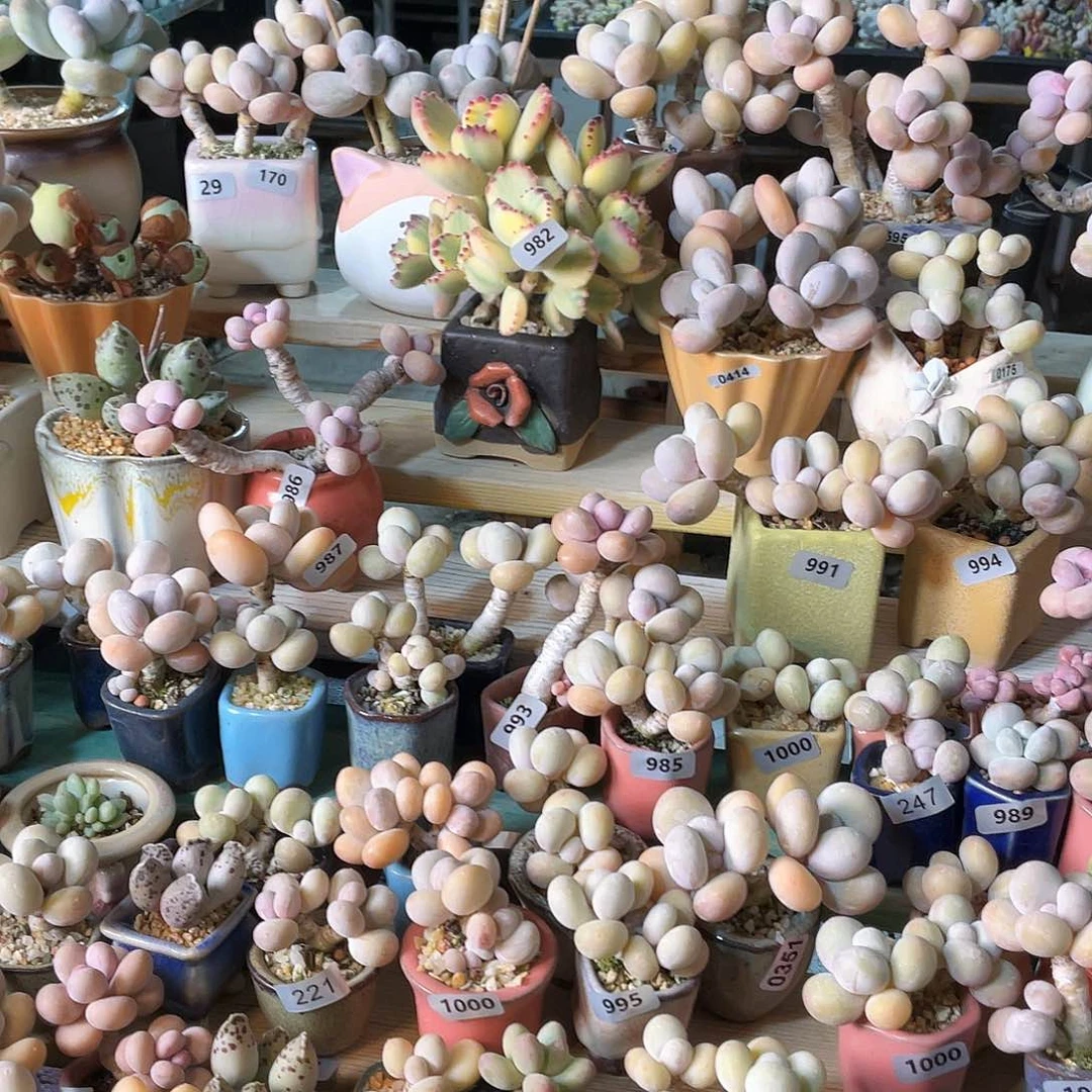 多肉植物的生长发育和生长发育都