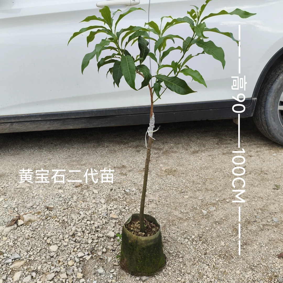 黄宝石二代（黄晶果）